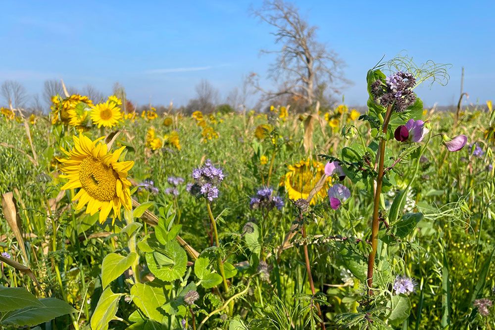 A photo of sunflowers and other cover crops.