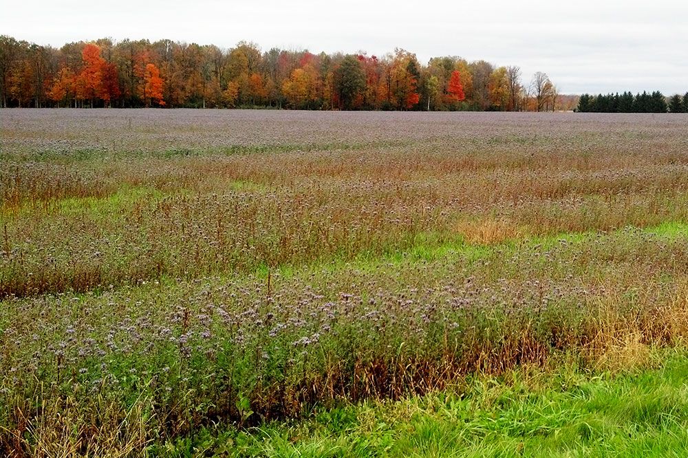 Build soil health, protect water, reduce erosion, plant cover crops!