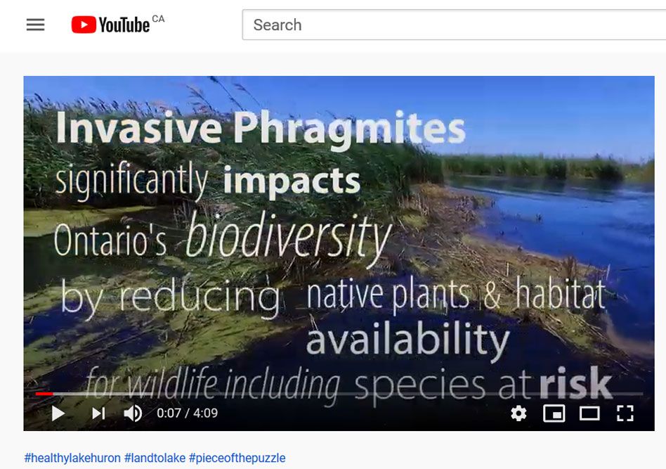 Phragmites_video_1.jpg