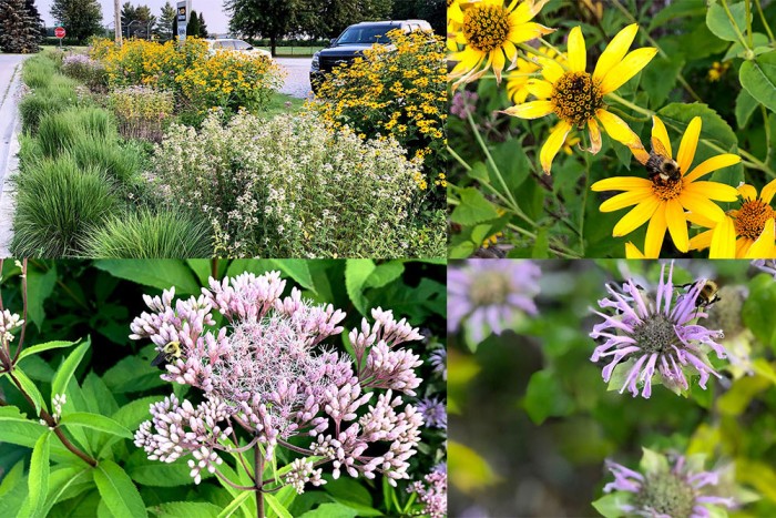 Rain garden in Hensall.