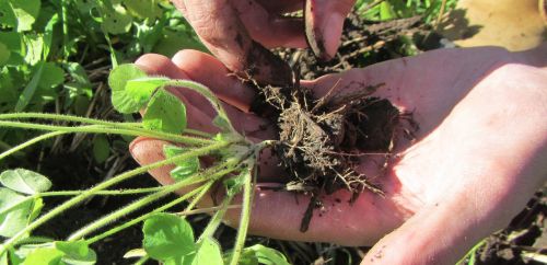 Planting cover crops after the harvest will help reduce soil erosion over the winter.