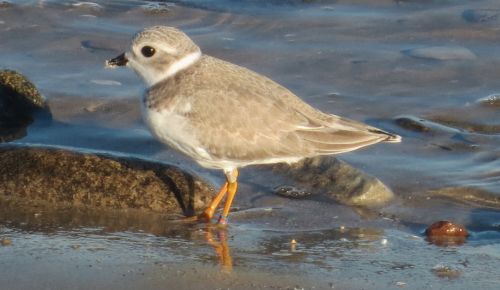 Piping plover fledgling stops to eat at Port Elgin beach in 2013, before heading south for the winter