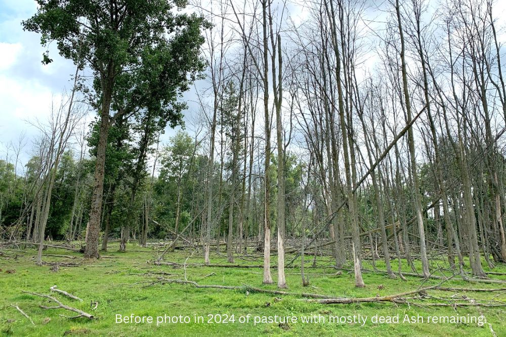 Before photo in 2024 of pasture with mostly dead Ash remaining. 