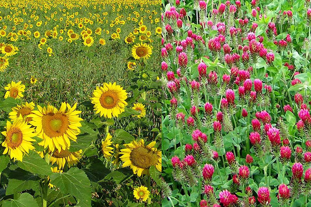 Image of Crimson clover and sunflowers