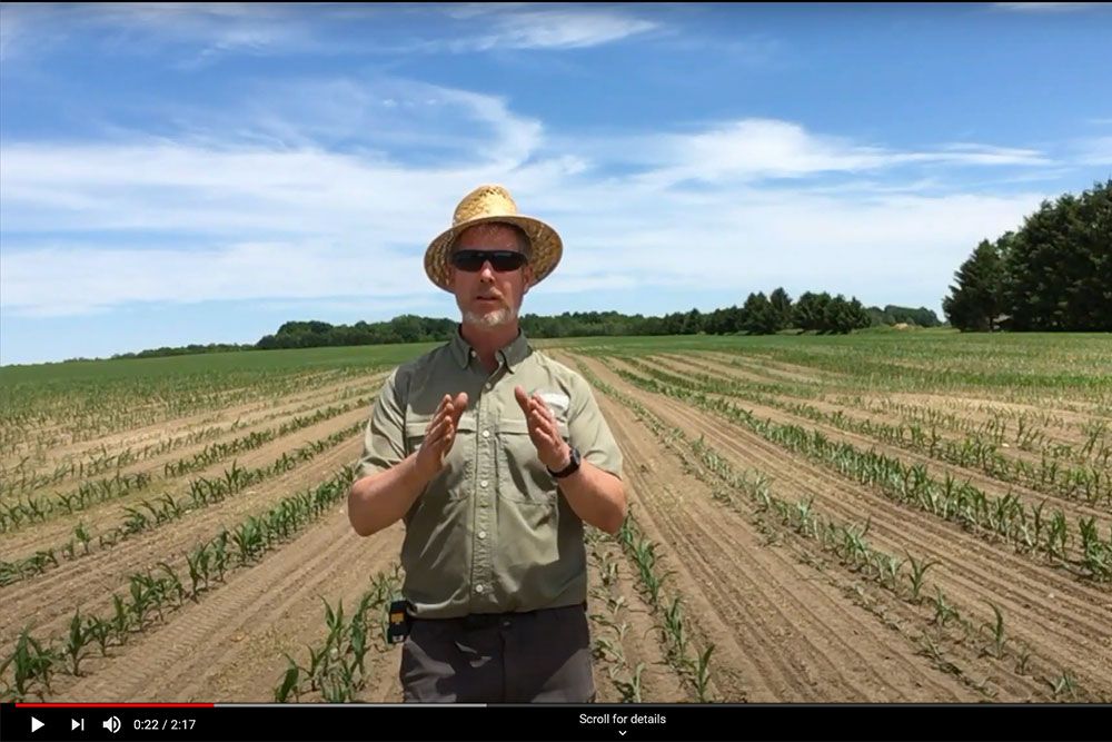 Ross Wilson updates us on the #60inchcorn cover crop project in second video.