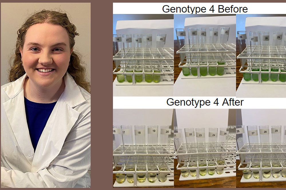 Genotype 4 was also able to produce significant algae decreases in all of the different algae combinations, based on the student's research.