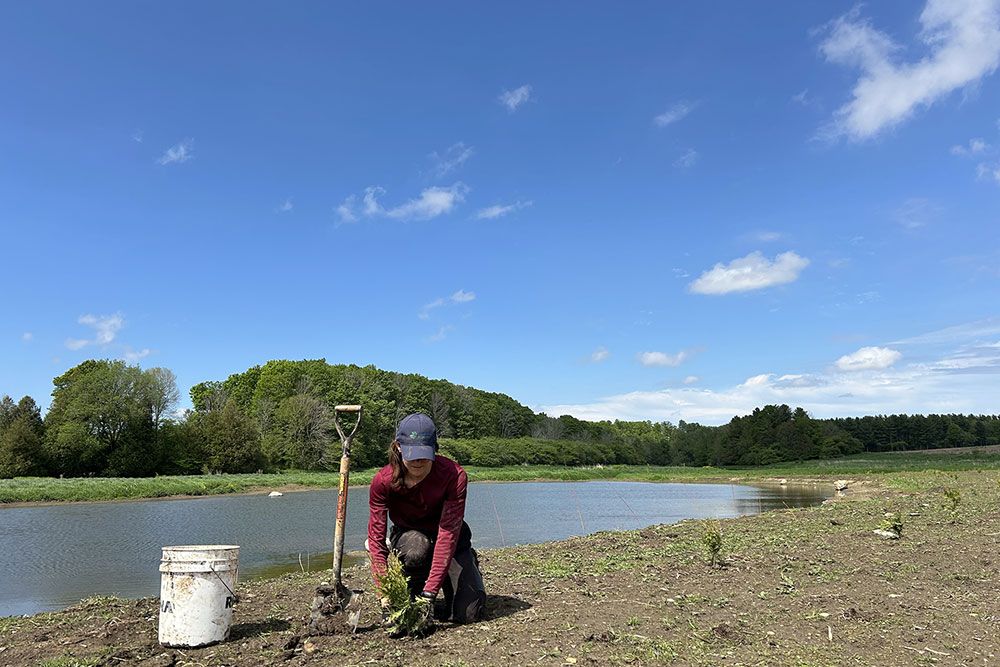   Restoration Supervisor Shannon Millar plans Cedar in the buffer around a wetland.