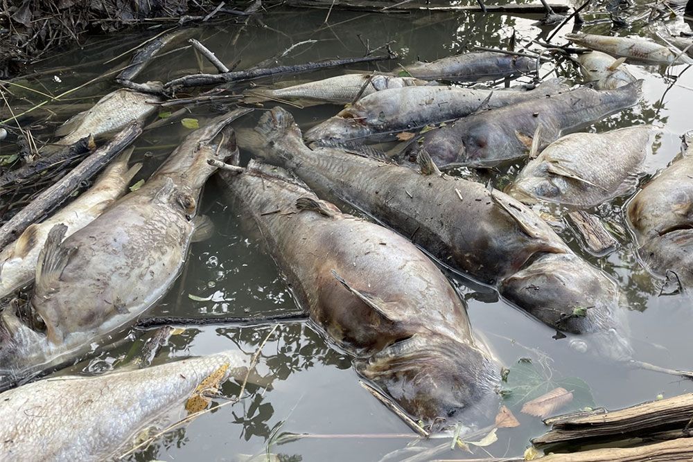 Dead fish were reported, in July, in Ausable River and Lake Huron. (Photo by Jennifer Powell)