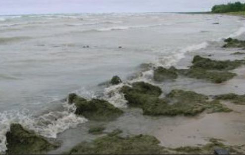 Photo credit: Todd Howell  <br/> Cladophora algae washing up onto the Lake Huron shorelines has been a nuisance to to beach-goers for more than a decade