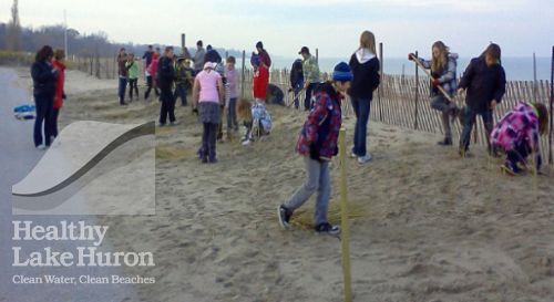 Grade 6, 7 students from Huron Heights Elementary plant locally harvested American Beachgrass at Station Beach.