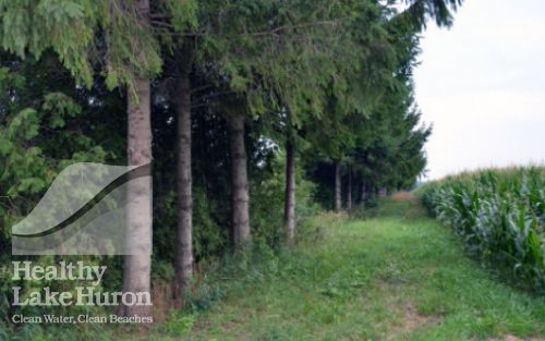 Eastern white cedar and Norway spruce planted as a windbreak on an Ontario farm.